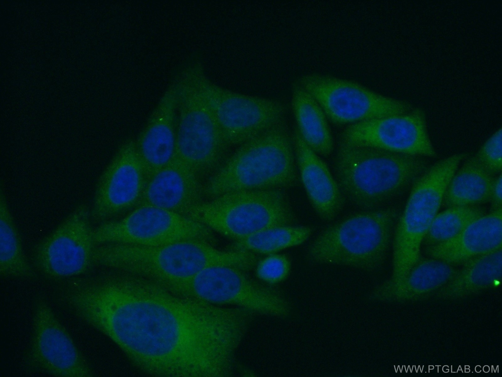 Immunofluorescence (IF) / fluorescent staining of HepG2 cells using MOCOS Polyclonal antibody (16395-1-AP)