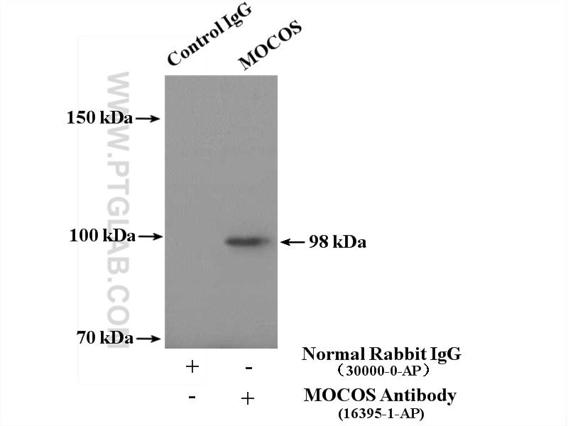 Immunoprecipitation (IP) experiment of HepG2 cells using MOCOS Polyclonal antibody (16395-1-AP)