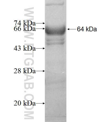 MOCOS fusion protein Ag9487 SDS-PAGE