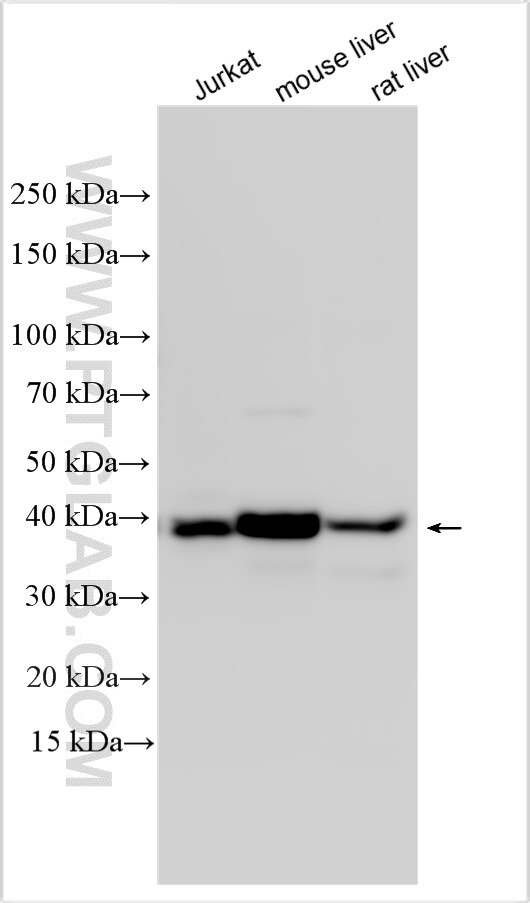 WB analysis using 31550-1-AP (same clone as 31550-1-PBS) Western Blot (WB) analysis of various lysates using MOCS1 Polyclonal antibody (31550-1-AP)