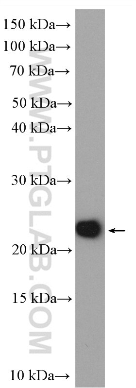 Western Blot (WB) analysis of HepG2 cells using MOCS2B Polyclonal antibody (14416-1-AP)