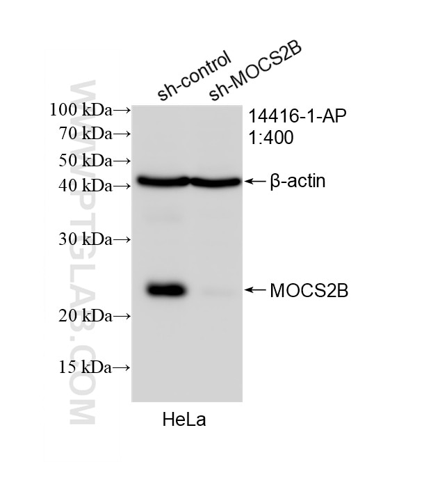 Western Blot (WB) analysis of HeLa cells using MOCS2B Polyclonal antibody (14416-1-AP)
