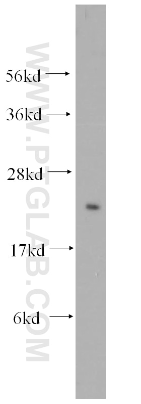 Western Blot (WB) analysis of mouse heart tissue using MOCS2B Polyclonal antibody (14416-1-AP)