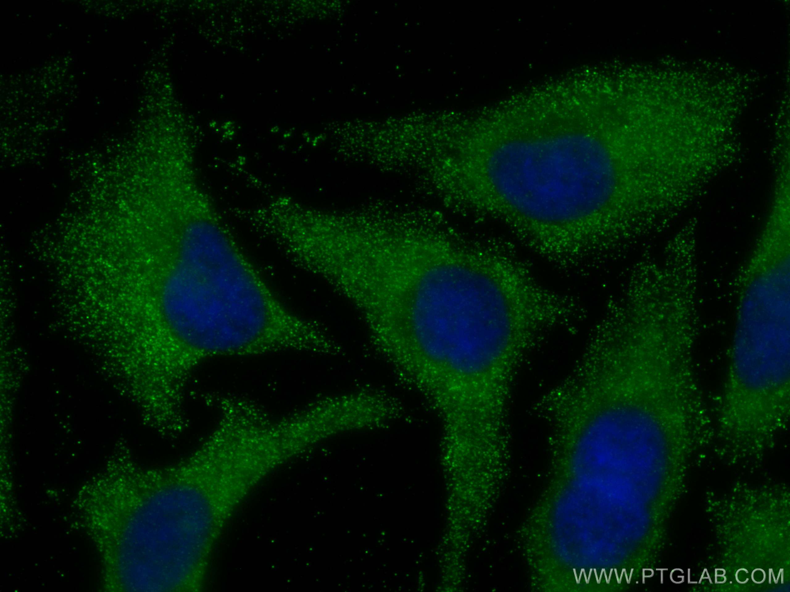 Immunofluorescence (IF) / fluorescent staining of HeLa cells using MOCS2 Monoclonal antibody (68308-1-Ig)