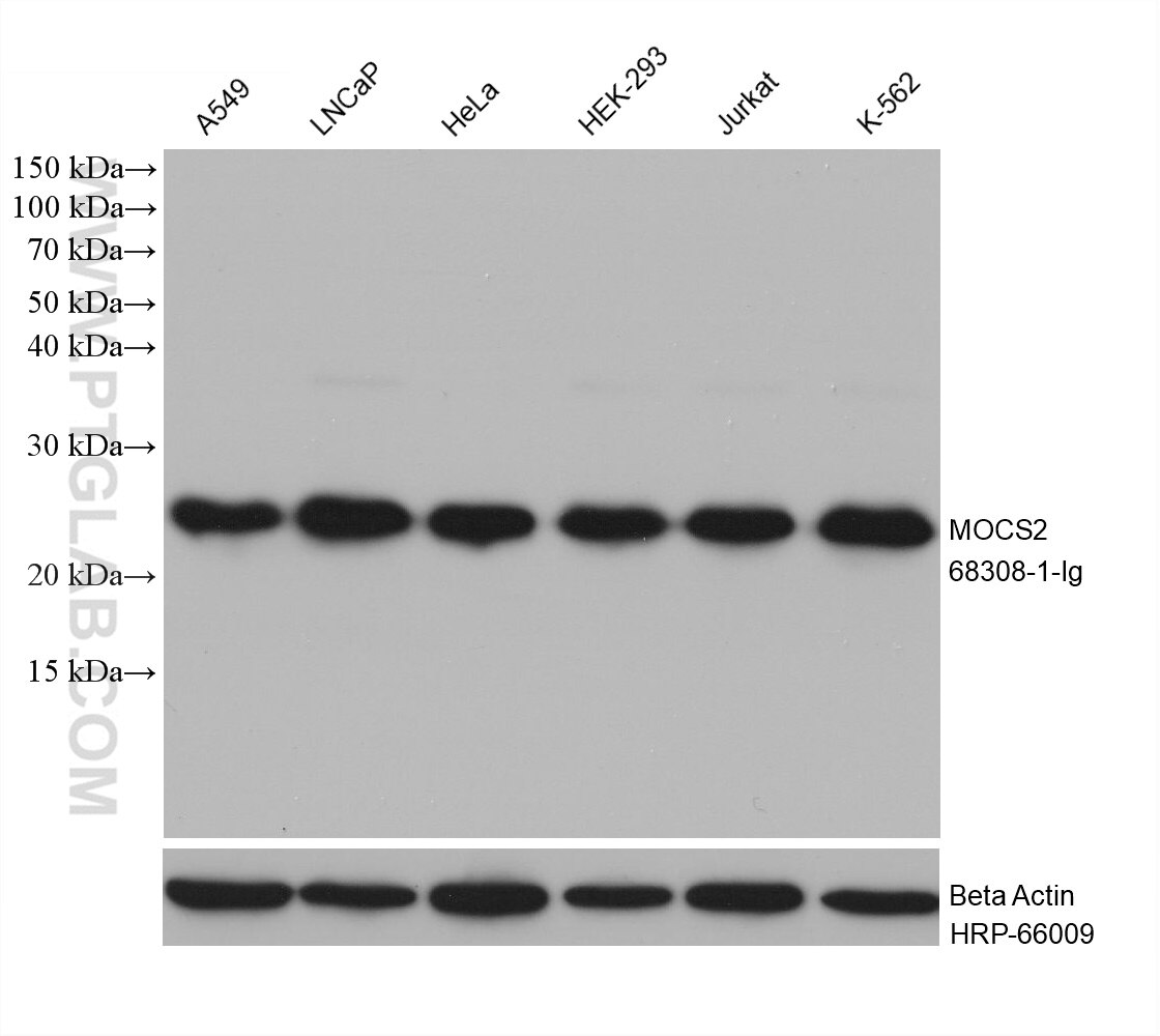 Western Blot (WB) analysis of various lysates using MOCS2 Monoclonal antibody (68308-1-Ig)