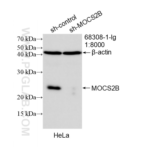 Western Blot (WB) analysis of HeLa cells using MOCS2B Monoclonal antibody (68308-1-Ig)