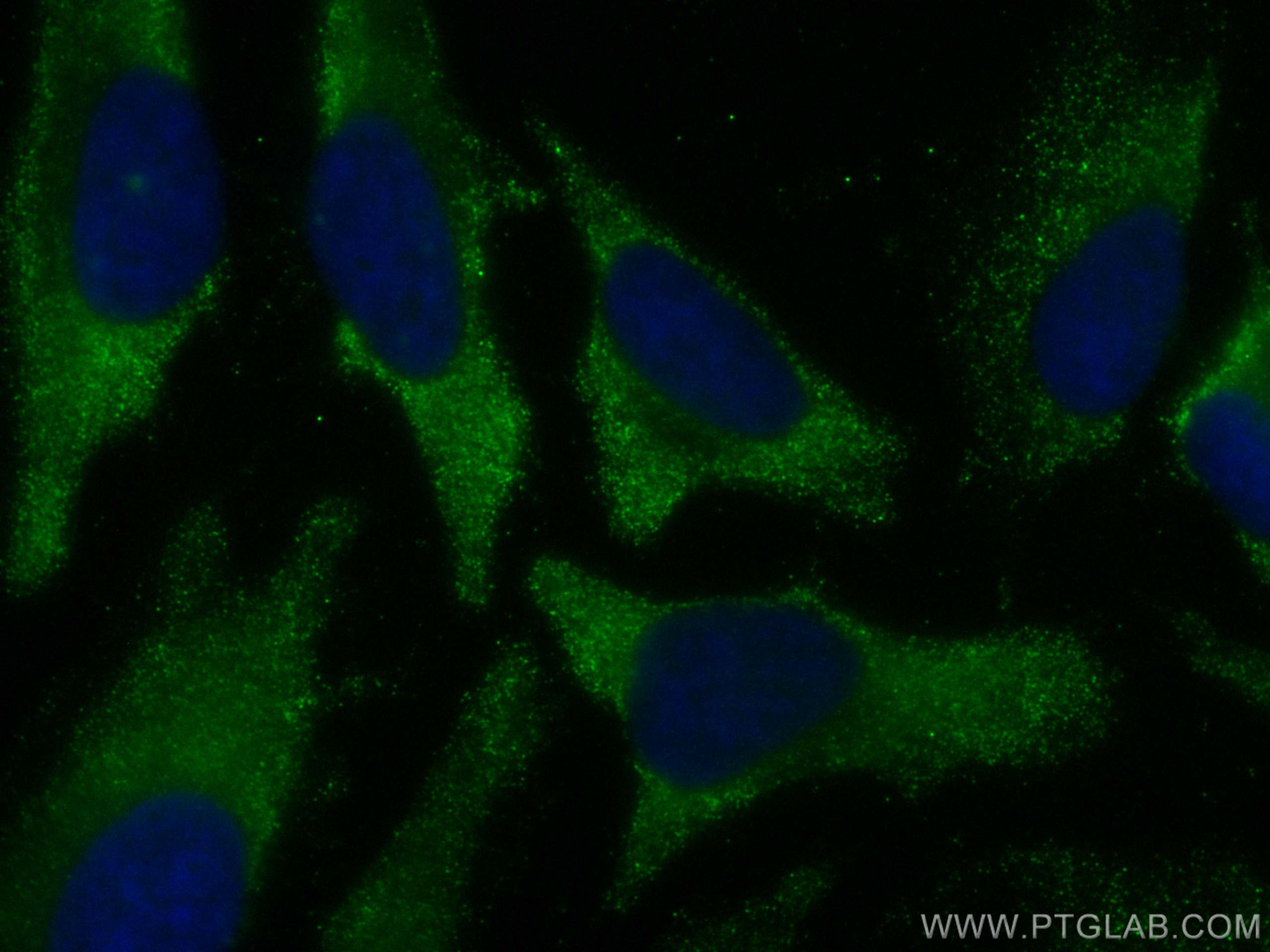 Immunofluorescence (IF) / fluorescent staining of HeLa cells using CoraLite® Plus 488-conjugated MOCS2 Monoclonal ant (CL488-68308)