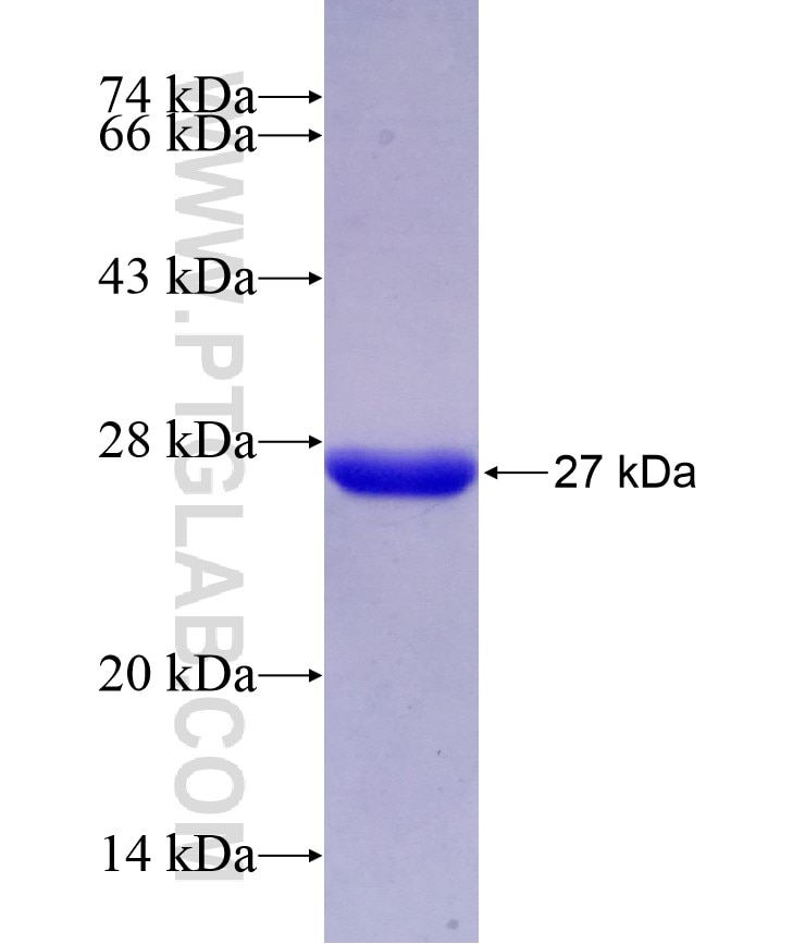 MOCS2 fusion protein Ag6282 SDS-PAGE