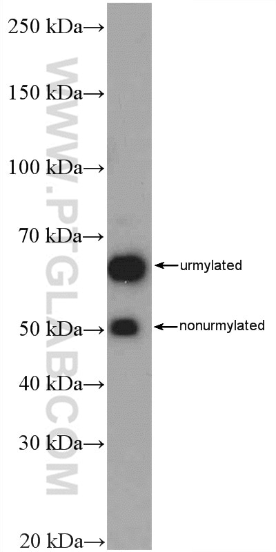 Western Blot (WB) analysis of HepG2 cells using MOCS3 Polyclonal antibody (27501-1-AP)