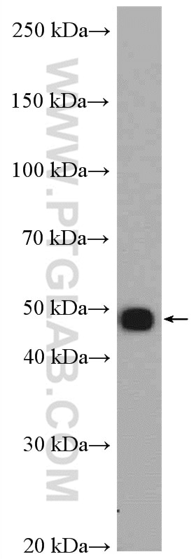 Western Blot (WB) analysis of MCF-7 cells using MOCS3 Polyclonal antibody (27501-1-AP)