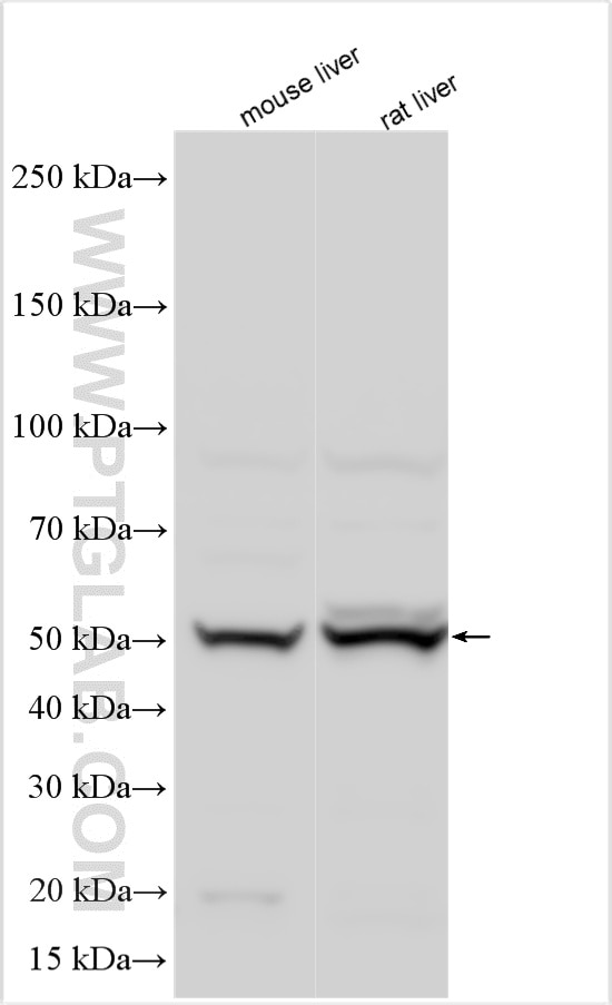 WB analysis using 27501-1-AP Western Blot (WB) analysis of various lysates using MOCS3 Polyclonal antibody (27501-1-AP)