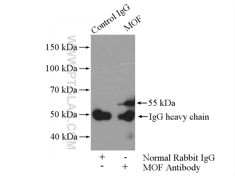 Immunoprecipitation (IP) experiment of HeLa cells using MOF Polyclonal antibody (13842-1-AP)