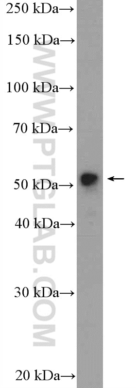 Western Blot (WB) analysis of MCF-7 cells using MOF Polyclonal antibody (13842-1-AP)