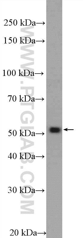 Western Blot (WB) analysis of HeLa cells using MOF Polyclonal antibody (13842-1-AP)