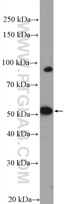 Western Blot (WB) analysis of HeLa cells using MOF Polyclonal antibody (13842-1-AP)