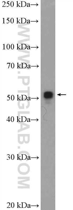 Western Blot (WB) analysis of rat liver tissue using MOF Polyclonal antibody (13842-1-AP)