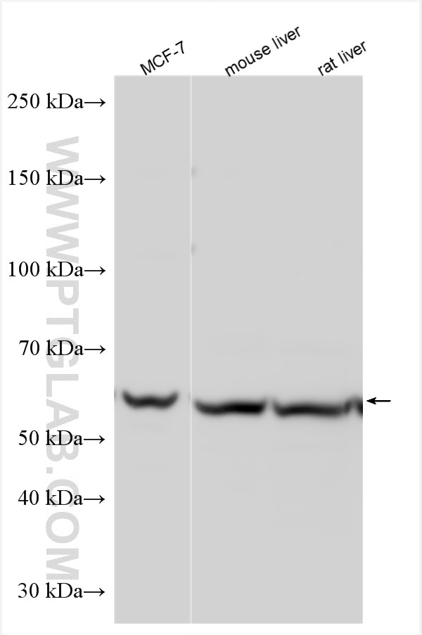 Western Blot (WB) analysis of various lysates using MOF Polyclonal antibody (13842-1-AP)