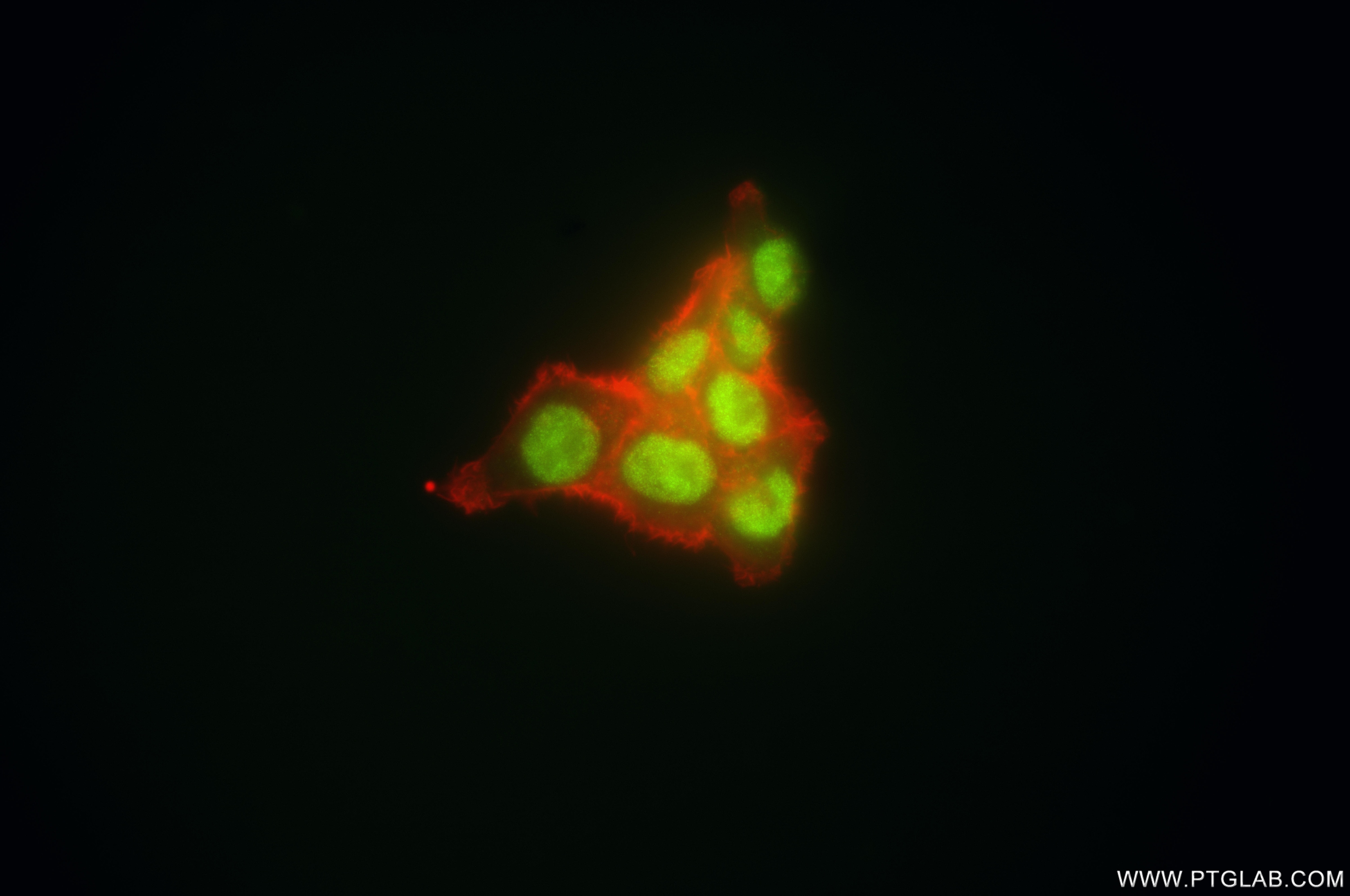 Immunofluorescence (IF) / fluorescent staining of HCT 116 cells using MOF Recombinant monoclonal antibody (86910-3-RR)