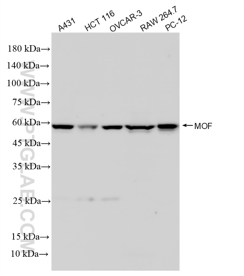 Western Blot (WB) analysis of various lysates using MOF Recombinant monoclonal antibody (86910-3-RR)