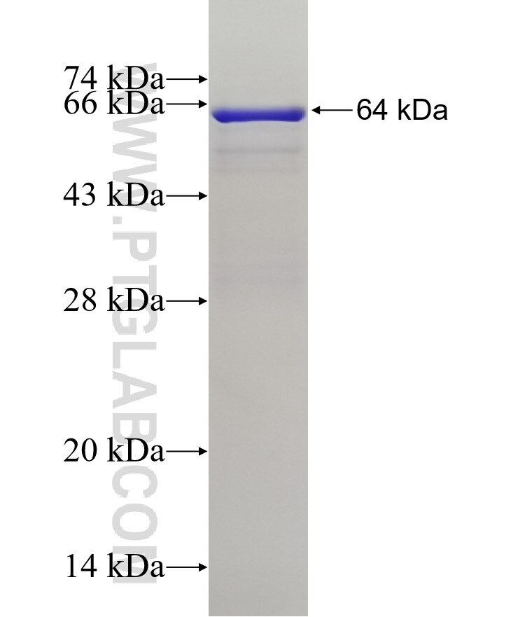 MOF fusion protein Ag4802 SDS-PAGE