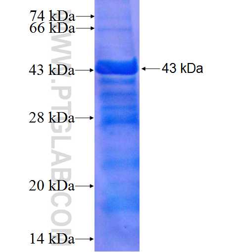 MOF fusion protein Ag4978 SDS-PAGE