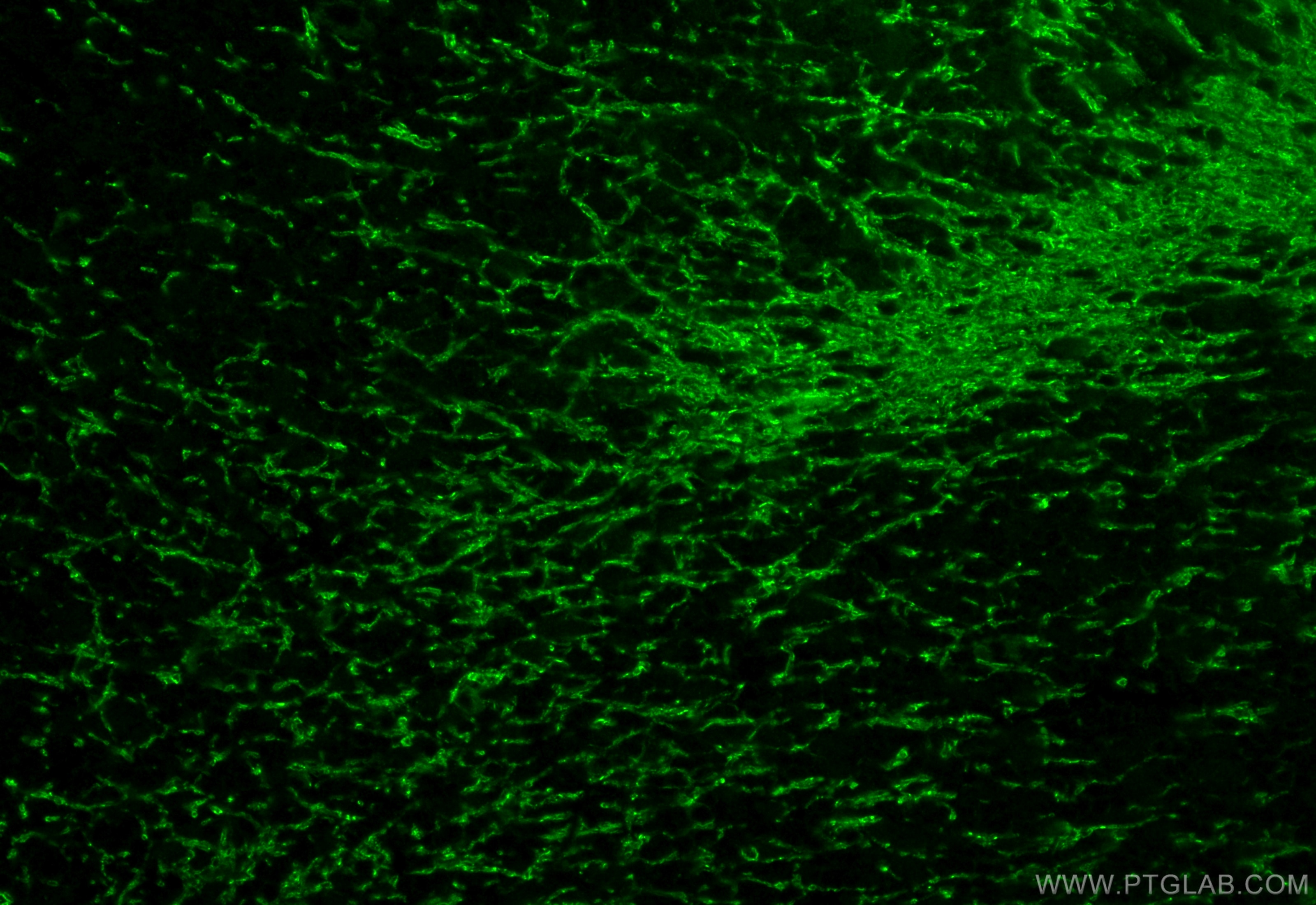 Immunofluorescence (IF) / fluorescent staining of rat cerebellum tissue using MOG Polyclonal antibody (12690-1-AP)