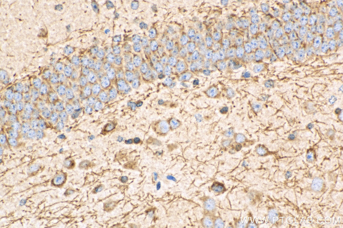 Immunohistochemistry (IHC) staining of mouse brain tissue using MOG Polyclonal antibody (12690-1-AP)