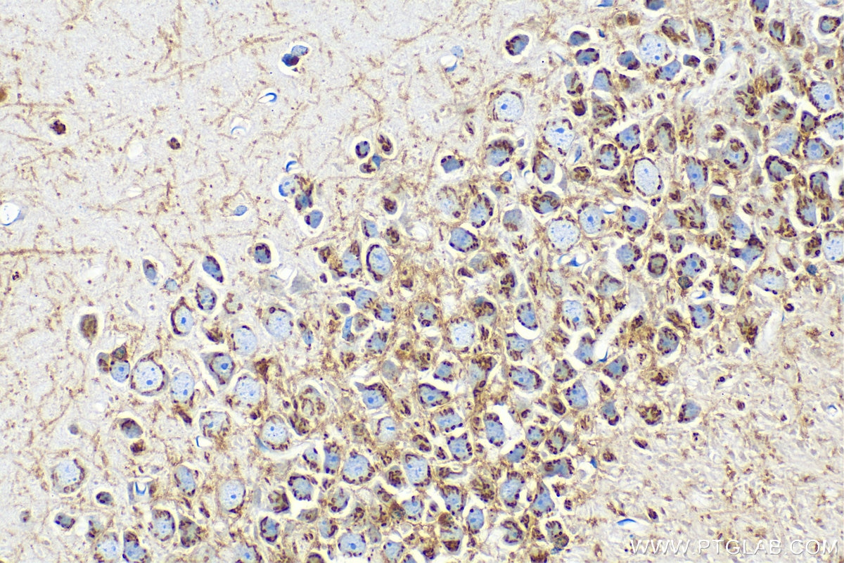 Immunohistochemistry (IHC) staining of mouse brain tissue using MOG Polyclonal antibody (12690-1-AP)