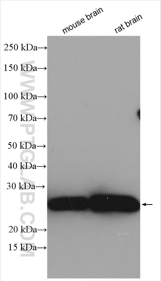 Western Blot (WB) analysis of various lysates using MOG Polyclonal antibody (12690-1-AP)