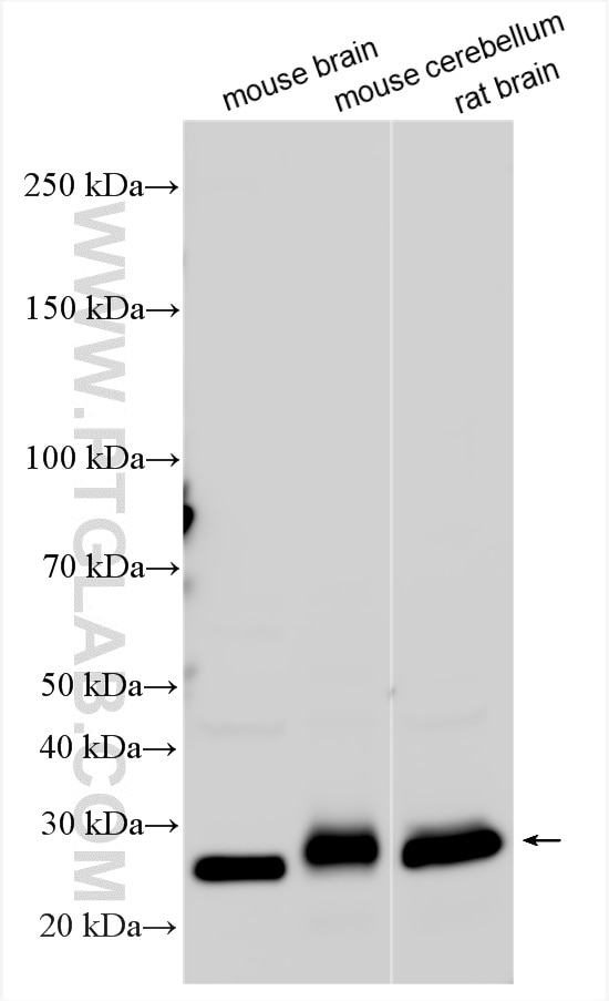 Western Blot (WB) analysis of various lysates using MOG Polyclonal antibody (12690-1-AP)