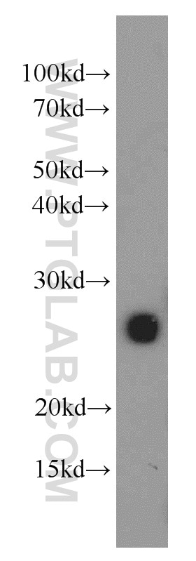 MOG Polyclonal antibody