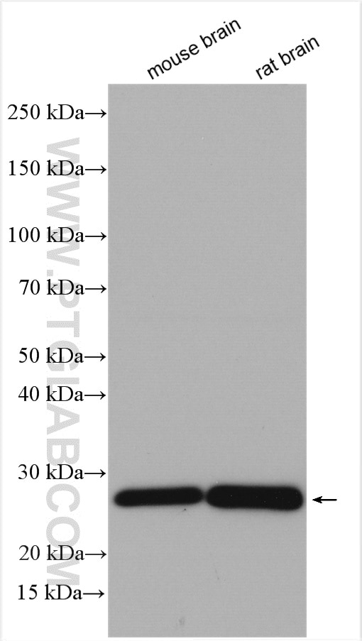 Western Blot (WB) analysis of various lysates using MOG Polyclonal antibody (28752-1-AP)