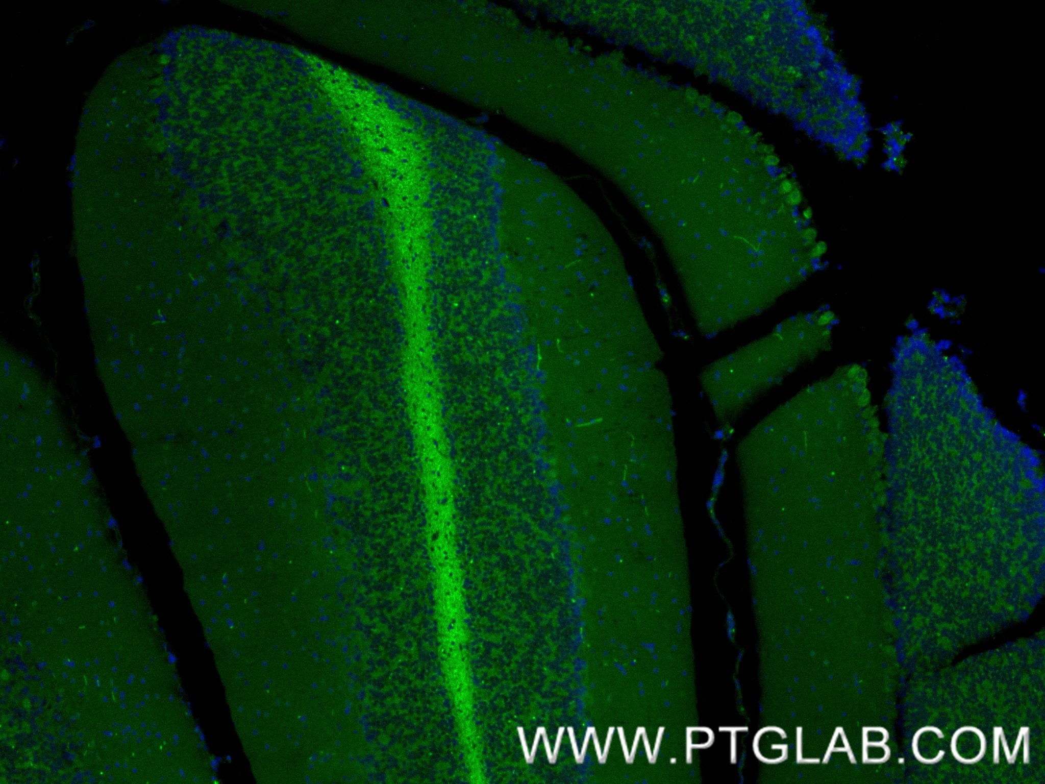 Immunofluorescence (IF) / fluorescent staining of mouse cerebellum tissue using MOG Recombinant monoclonal antibody (83063-6-RR)