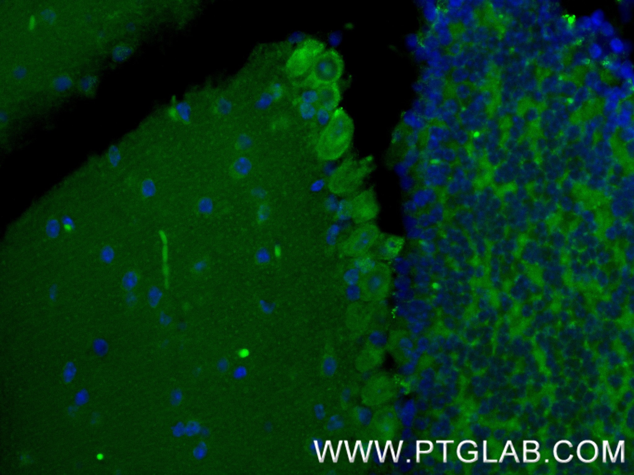 Immunofluorescence (IF) / fluorescent staining of mouse cerebellum tissue using MOG Recombinant monoclonal antibody (83063-6-RR)