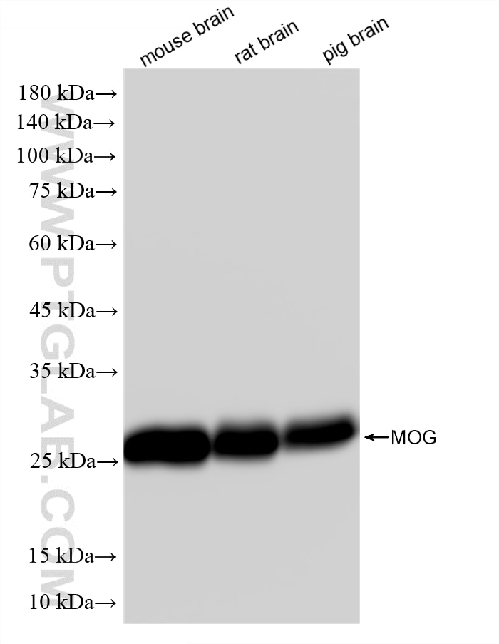 Western Blot (WB) analysis of various lysates using MOG Recombinant monoclonal antibody (83063-6-RR)