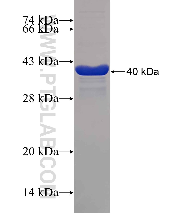 MOG fusion protein Ag30377 SDS-PAGE