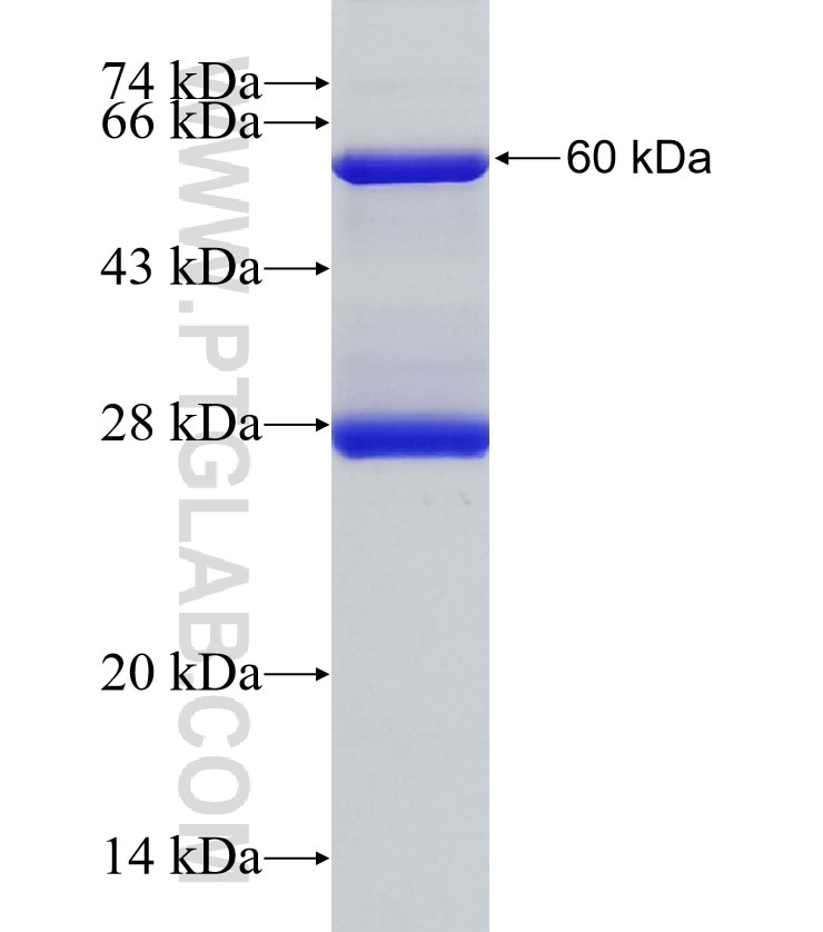 MOG fusion protein Ag3273 SDS-PAGE