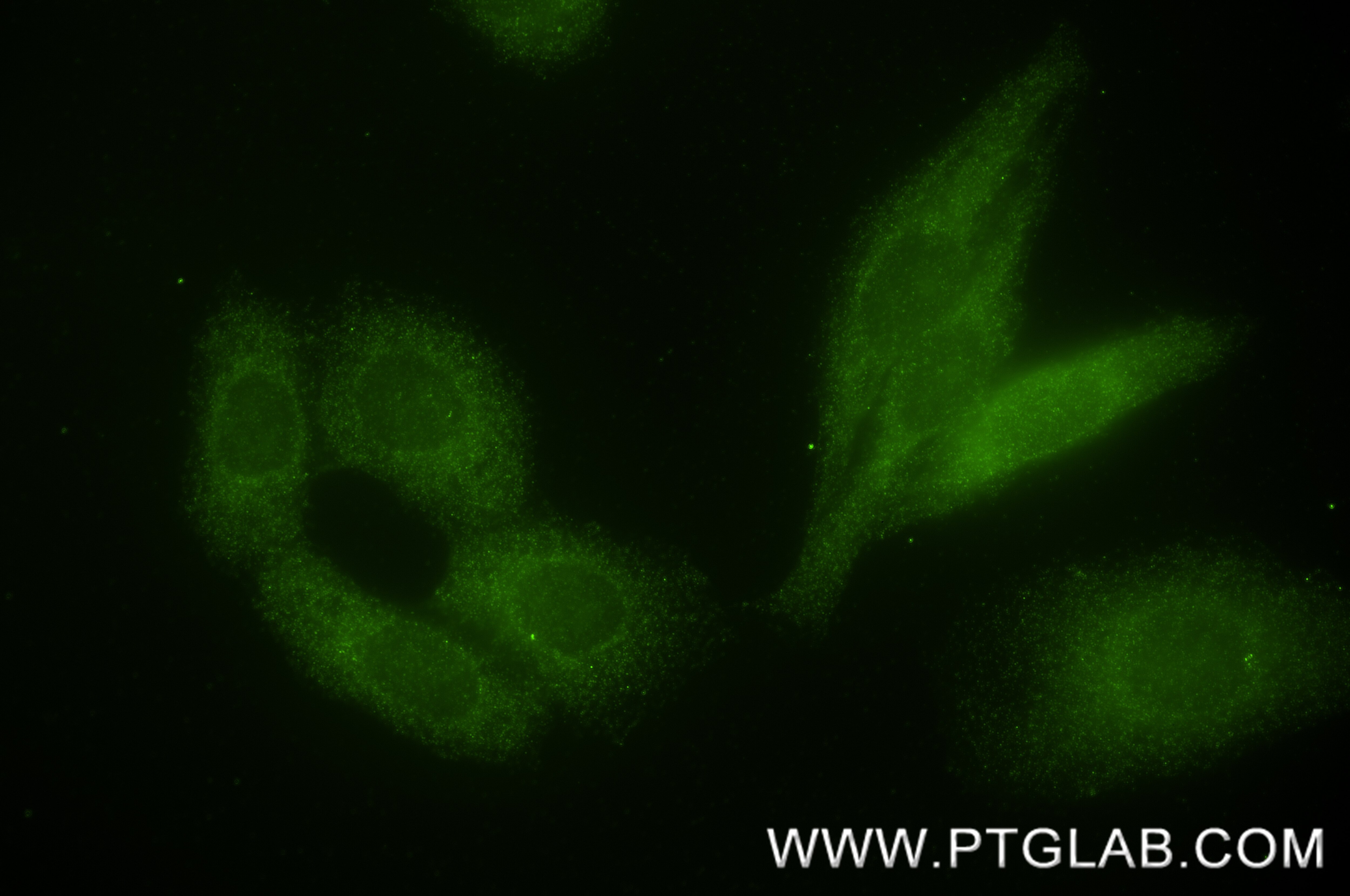 IF Staining of HepG2 using 87033-3-RR (same clone as 87033-3-PBS) Immunofluorescence (IF) / fluorescent staining of HepG2 cells using MOG1 Recombinant monoclonal antibody (87033-3-RR)