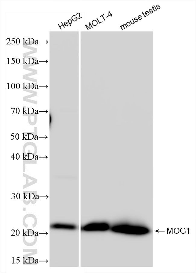 Western Blot (WB) analysis of various lysates using MOG1 Recombinant monoclonal antibody (87033-3-RR)