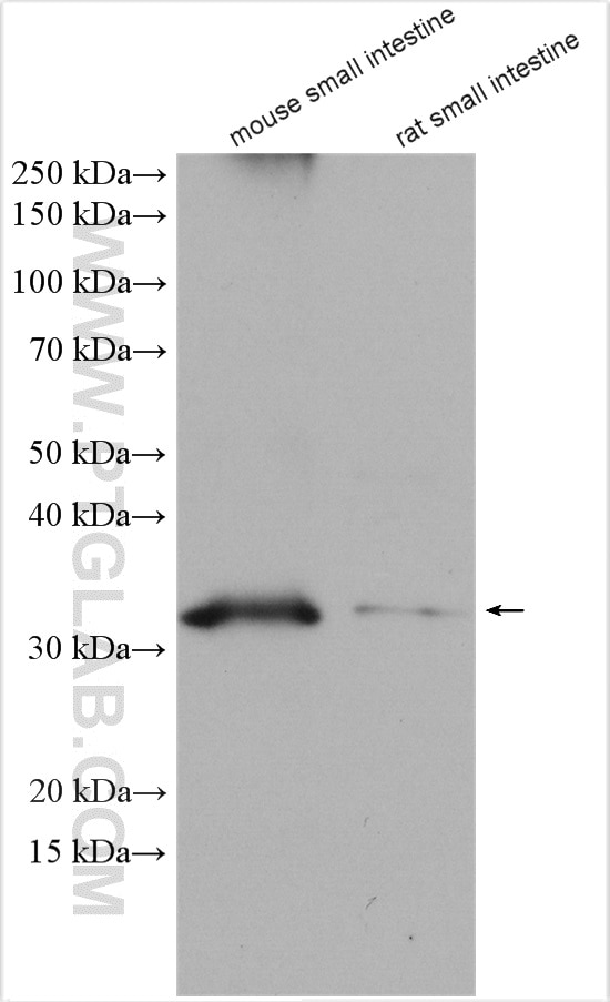 Western Blot (WB) analysis of various lysates using MOGAT2 Polyclonal antibody (19514-1-AP)