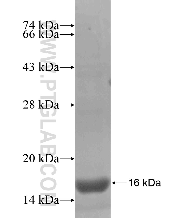MOGAT3 fusion protein Ag17497 SDS-PAGE