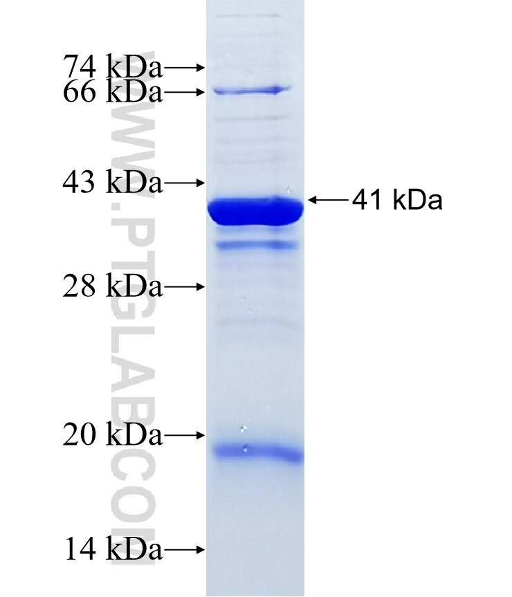 MOGS fusion protein Ag12293 SDS-PAGE