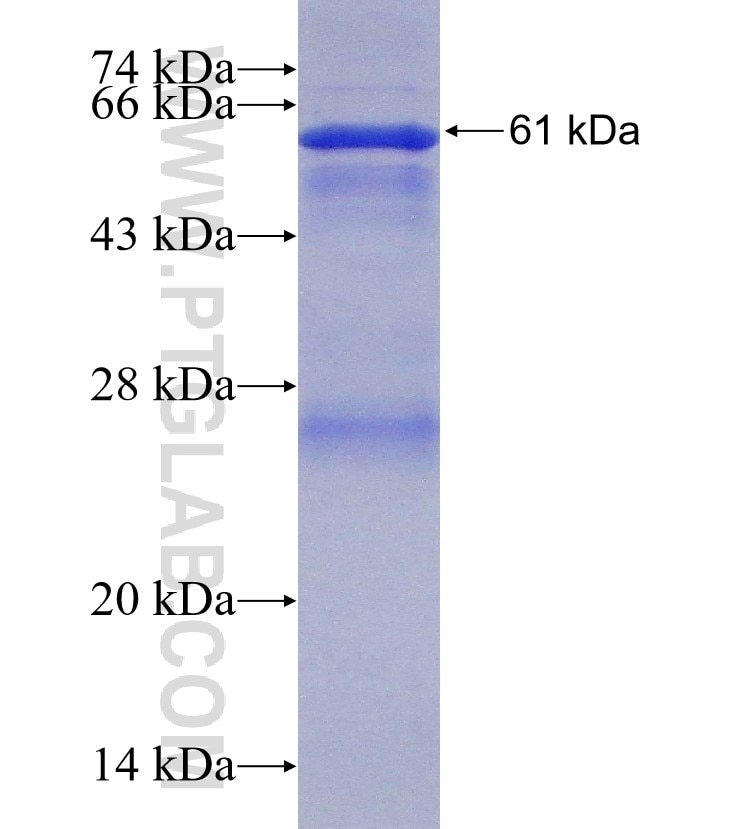 MOGS fusion protein Ag12321 SDS-PAGE