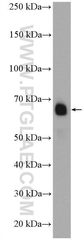 Western Blot (WB) analysis of K-562 cells using MON1A Polyclonal antibody (23772-1-AP)