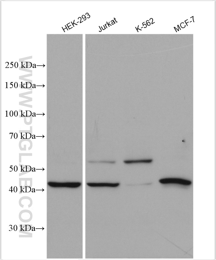 Western Blot (WB) analysis of various lysates using MON1A Polyclonal antibody (23772-1-AP)