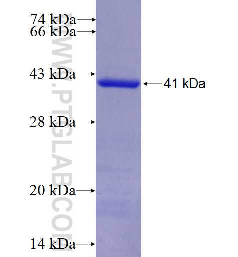 MON1A fusion protein Ag6900 SDS-PAGE