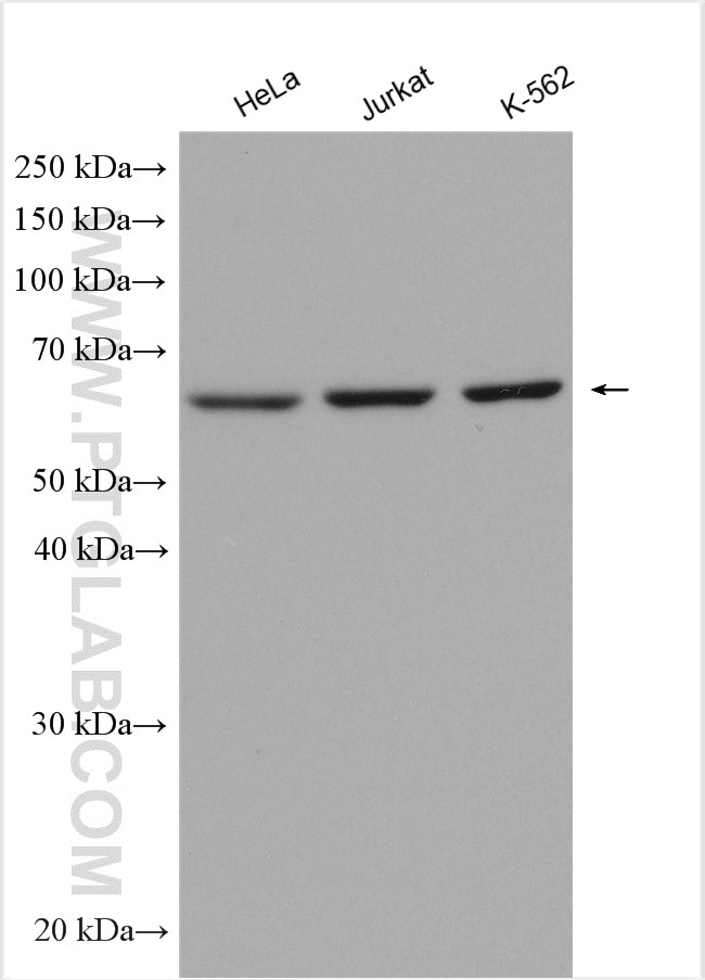Western Blot (WB) analysis of various lysates using MON1B Polyclonal antibody (17638-1-AP)
