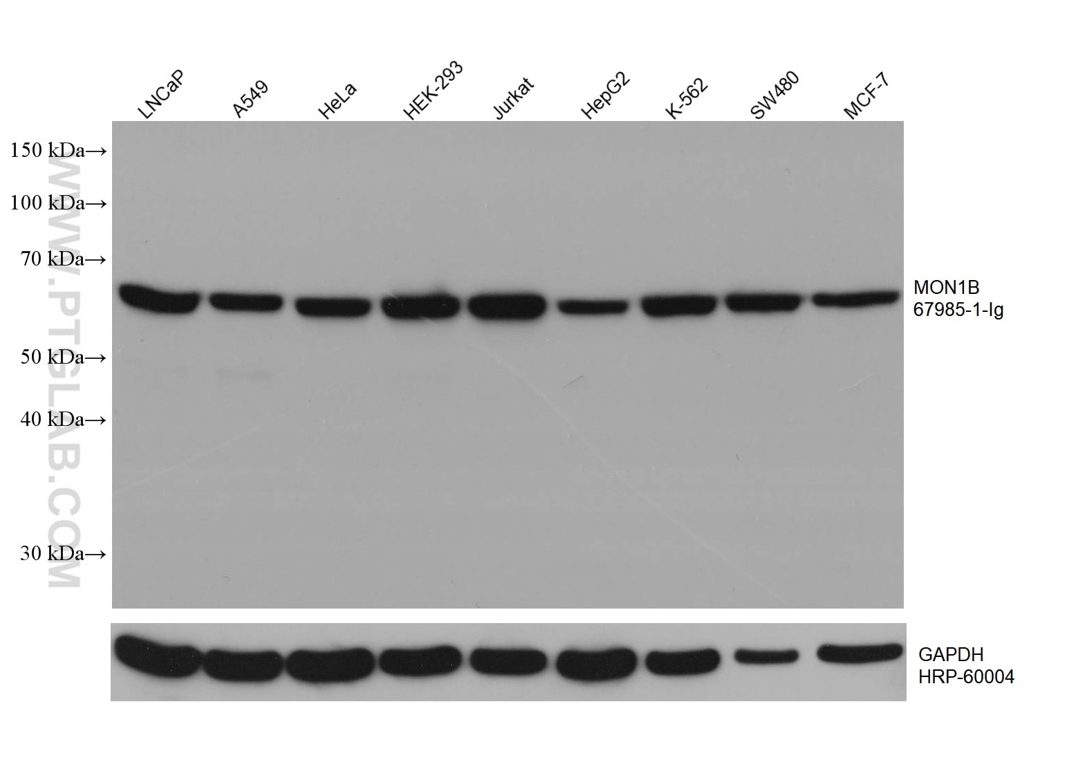 Western Blot (WB) analysis of various lysates using MON1B Monoclonal antibody (67985-1-Ig)