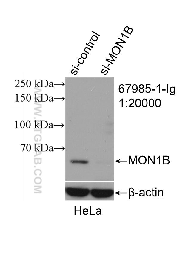 Western Blot (WB) analysis of HeLa cells using MON1B Monoclonal antibody (67985-1-Ig)