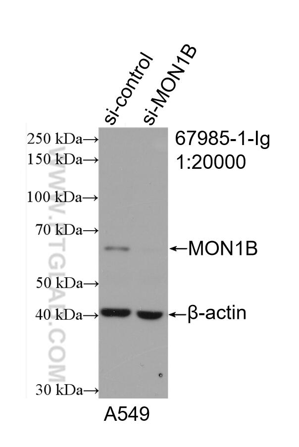 Western Blot (WB) analysis of A549 cells using MON1B Monoclonal antibody (67985-1-Ig)